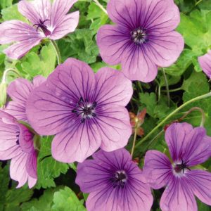 GERANIUM `HEXHAM VELVET`