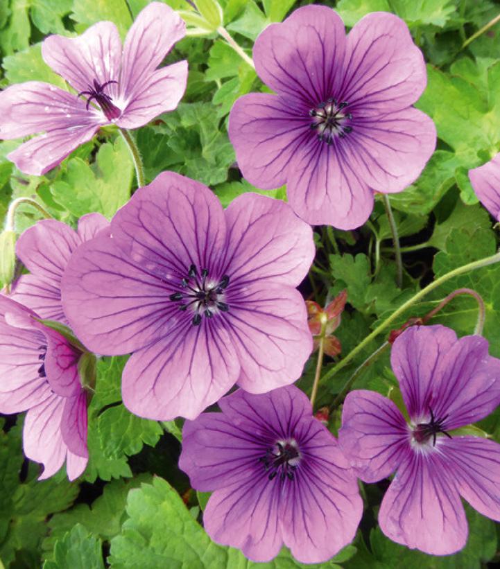 GERANIUM `HEXHAM VELVET`