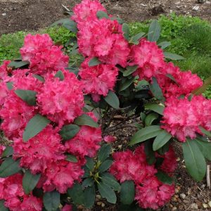 RHODODENDRON `HOLDEN`S RED`