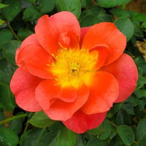 ROSA RISE UP EMBERAYS