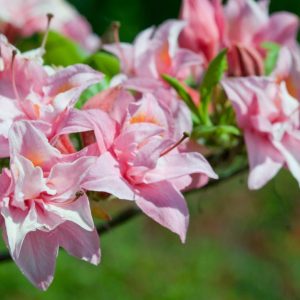 AZALEA ELECTRIC LIGHTS `DOUBLE PINK`