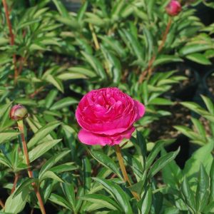 PAEONIA LACTIFLORA `KANSAS`