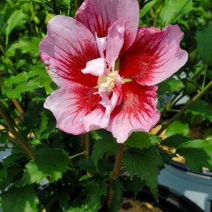 HIBISCUS SYR. `RED PILLAR`