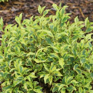 WEIGELA FLORIDA `BUBBLY WINE`