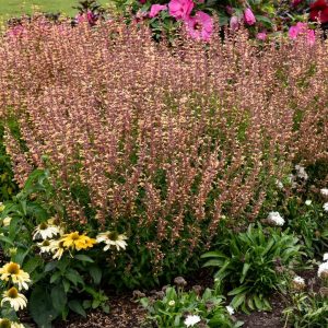 AGASTACHE MEANT TO BEE `QUEEN NECTARINE`