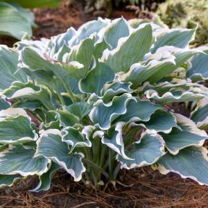 HOSTA SHADOWLAND `HOPE SPRINGS ETERNAL`