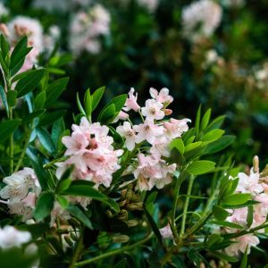 RHODODENDRON MICRANTHA `BLOOMBUX BLUSH`