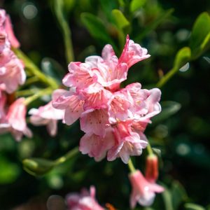 RHODODENDRON MICRANTHA `BLOOMBUX MAGENTA`