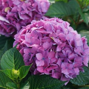 HYDRANGEA M L.D. `LOVABLE`