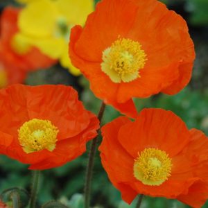 PAPAVER `GARDEN GNOME`