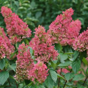 HYDRANGEA PAN. `PINKY WINKY PRIME`
