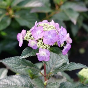 HYDRANGEA M.S. `TUFF STUFF TOP FUN`