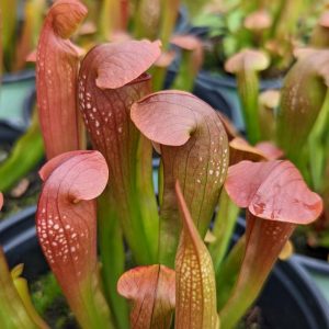 SARRACENIA `BUG BAT`
