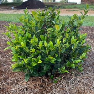 LEUCOTHOE AXILLARIS `LUCKY LEU`