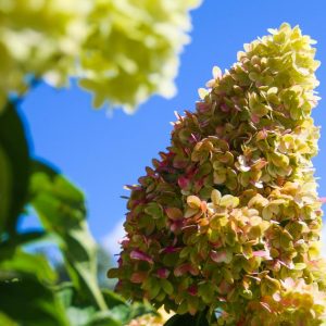 HYDRANGEA PAN. `DRAGON BABY`