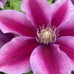 CLEMATIS `POSEIDON`