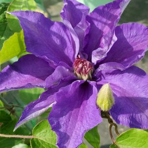 CLEMATIS `LINDSAY`