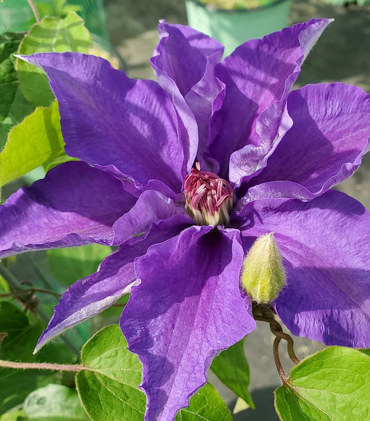 CLEMATIS `LINDSAY`