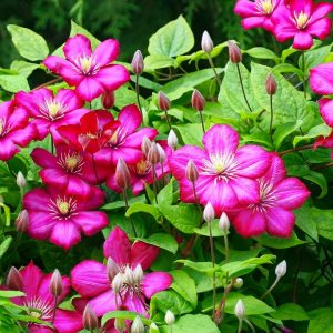 CLEMATIS `ROGUE CARDINAL`