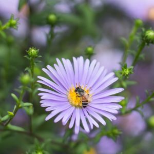ASTER NOVAE-ANGLIAE