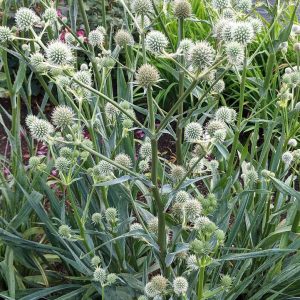 ERYNGIUM YUCCIFOLIUM