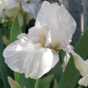 IRIS GERMANICA `RENOWN` (WHITE)
