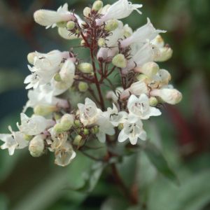 PENSTEMON DIGITALIS `HUSKER RED`