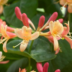 LONICERA X `CORAL STAR`