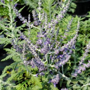 PEROVSKIA ATRIPLICIFOLIA