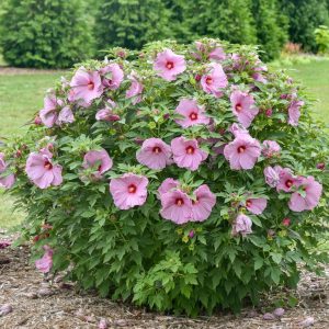 HIBISCUS SUMMERIFIC `LILAC CRUSH`