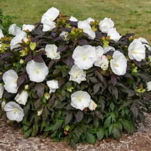 HIBISCUS SUMMERIFIC `COOKIES & CREAM`