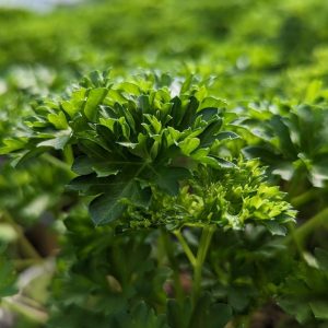 PETROSELINUM CRISPUM `TRIPLE CURLY`