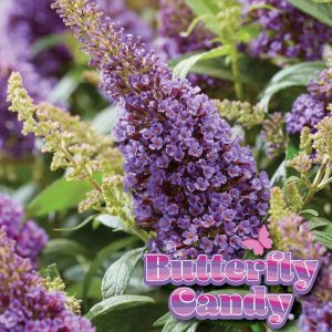 BUDDLEIA DAVIDII BUTTERFLY CANDY `LIL LAVENDER`