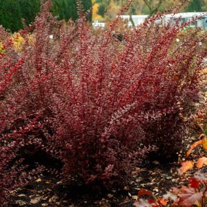 PHYSOCARPUS OP. `CALICO KITTY`