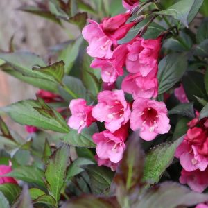 WEIGELA `SONIC BLOOM WINE`