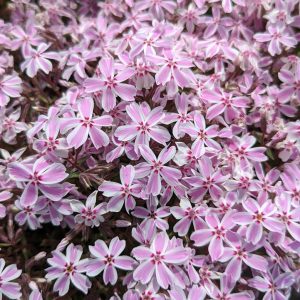 PHLOX SUBULATA `CANDY STRIPE`