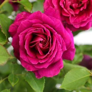ROSA `TRUE SERENITY`