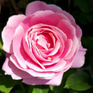 ROSA `TRUE PERFUME`