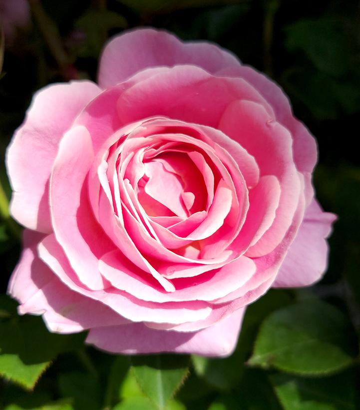 ROSA `TRUE PERFUME`