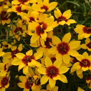 COREOPSIS DESIGNER THREADSr `GOLDEN NEEDLES`