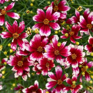 COREOPSIS DESIGNER THREADSr `HEARTSTRINGS`