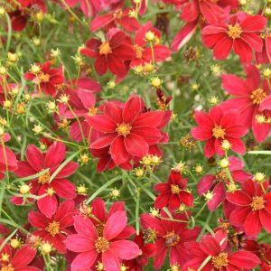 COREOPSIS DESIGNER THREADSr `SCARLET RIBBONS`