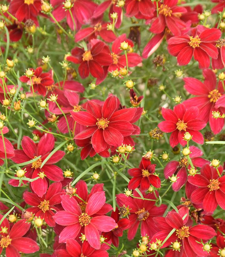 COREOPSIS DESIGNER THREADSr `SCARLET RIBBONS`