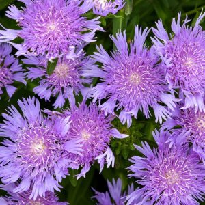 STOKESIA TOTALLY STOKEDT `RIPTIDE`