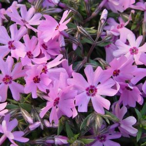 PHLOX SUBULATA `FORT HILL`