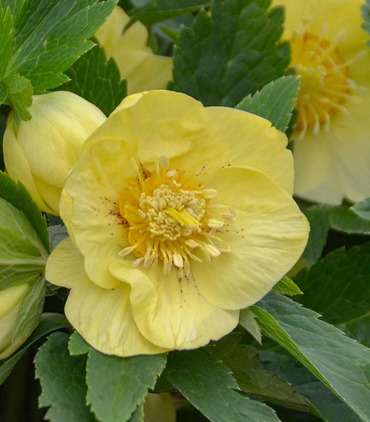 HELLEBORUS HONEYMOON `CALIFORNIA DREAMING`