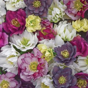 HELLEBORUS WEDDING PARTY `MIXED`