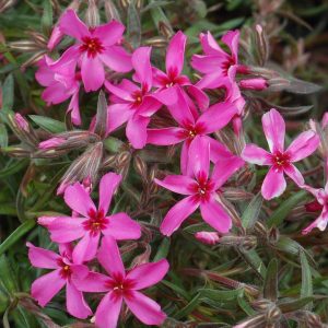 PHLOX SUBULATA `SCARLET FLAME`