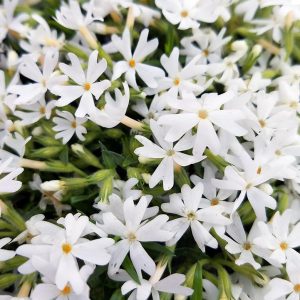PHLOX SUBULATA `SNOWFLAKES`