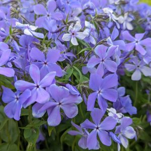 PHLOX DIVARICATA `BLUE MOON`
